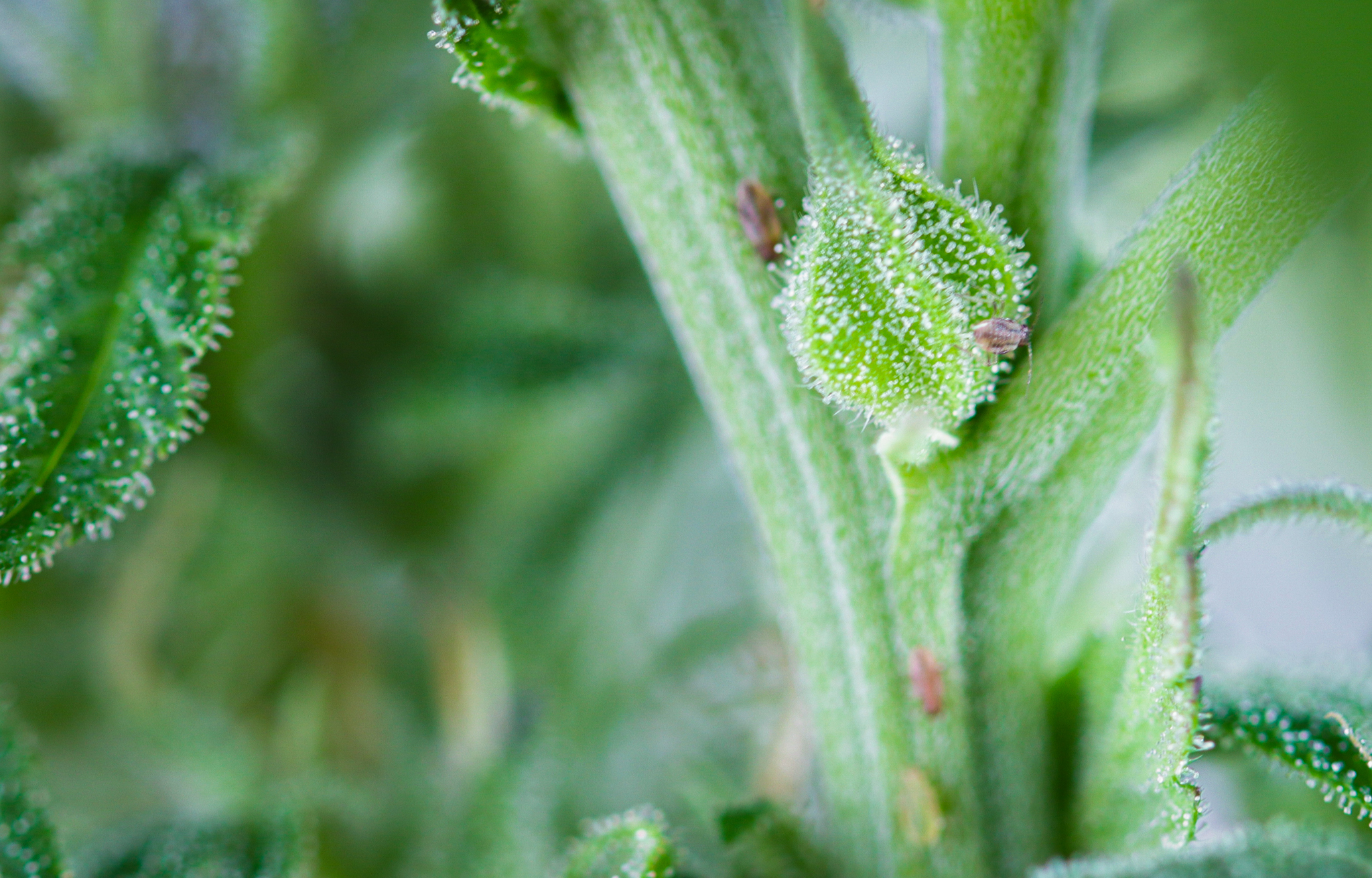 Preferred climate and growing conditions for cultivating auto cannabis